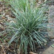 Ophiopogon japonicus